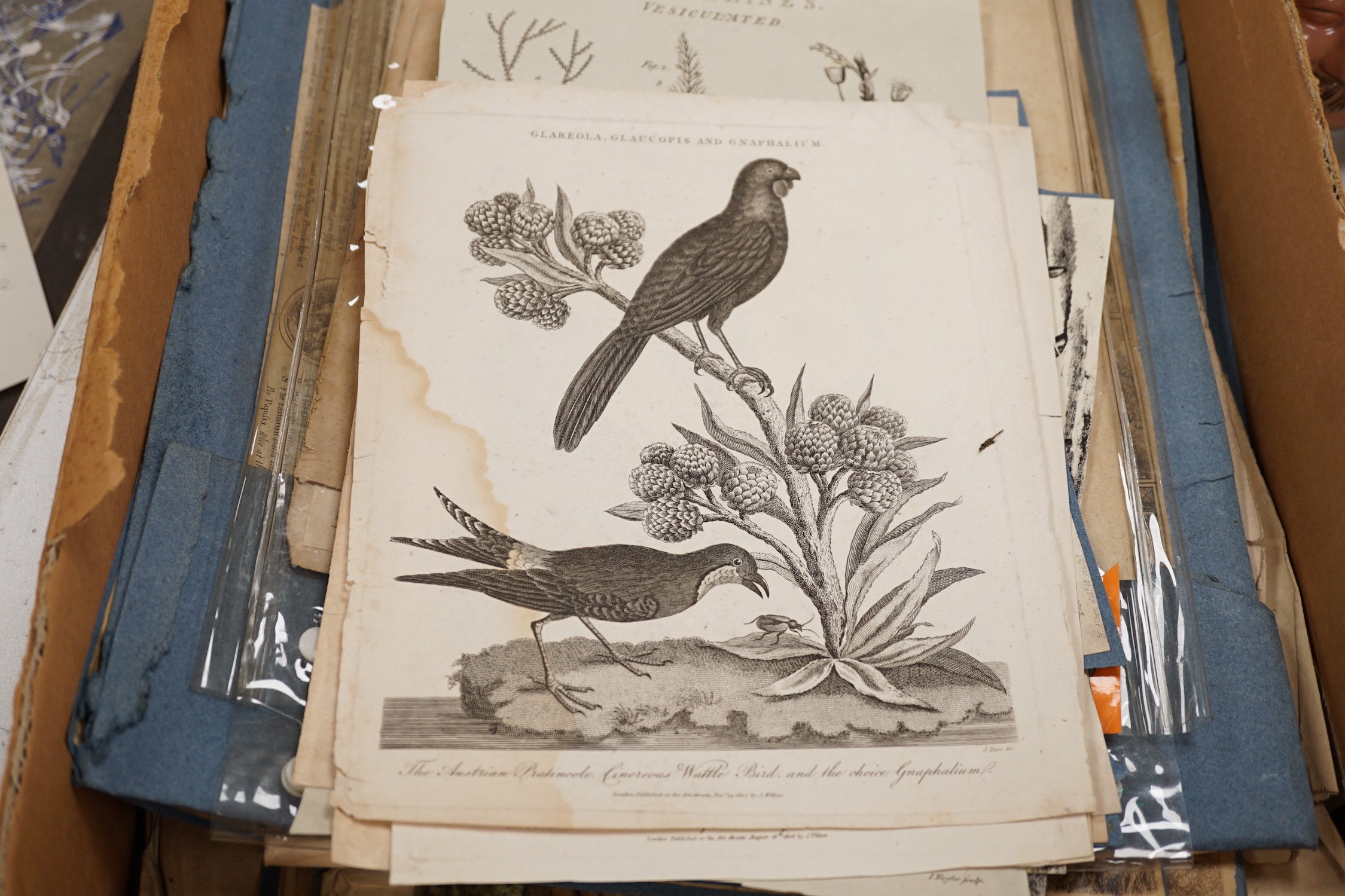 A collection of 18th century and later engravings, various subjects including botany, together with a folio of drawings, mostly art school figure studies from the 1950's